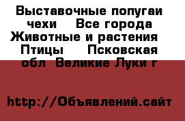 Выставочные попугаи чехи  - Все города Животные и растения » Птицы   . Псковская обл.,Великие Луки г.